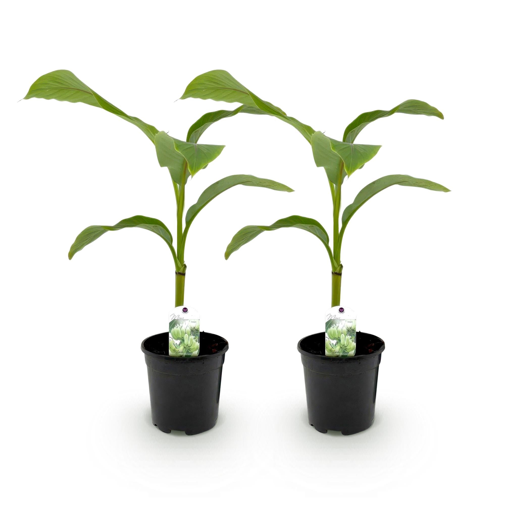 Fruitplant - Bananen plant - Musa Basjoo - Winterhard - 2 planten - Pot 17cm Hoogte 40cm