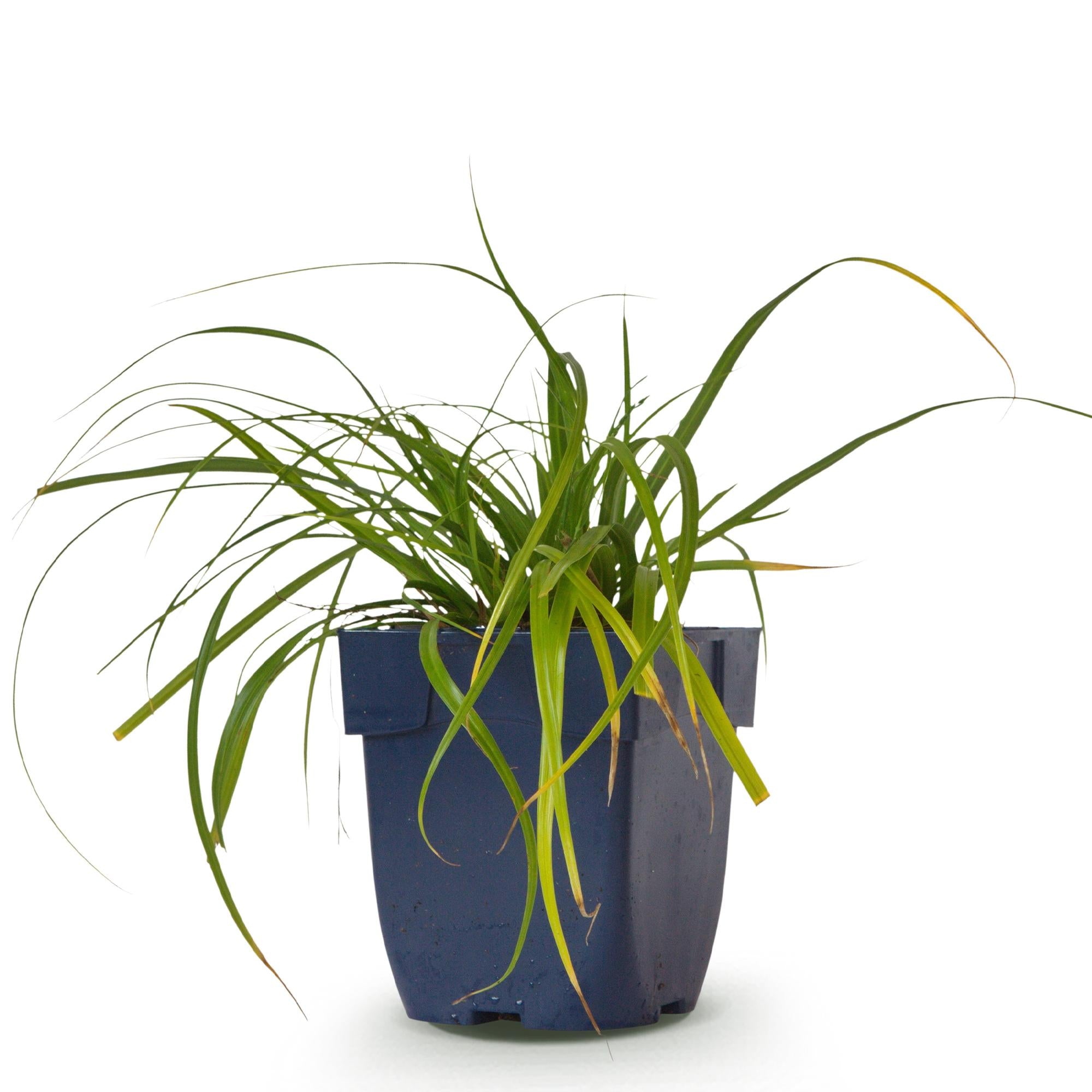 Grassen - Carex oshimensis Evergreen - Japanse Zegge - Groenblijvend - Groen - 1 Plant - Pot 11cm - Hoogte 15-25cm