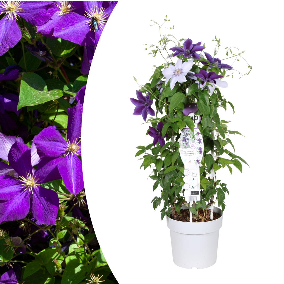 Clematis Double Up Barnadine + Masa 23cm