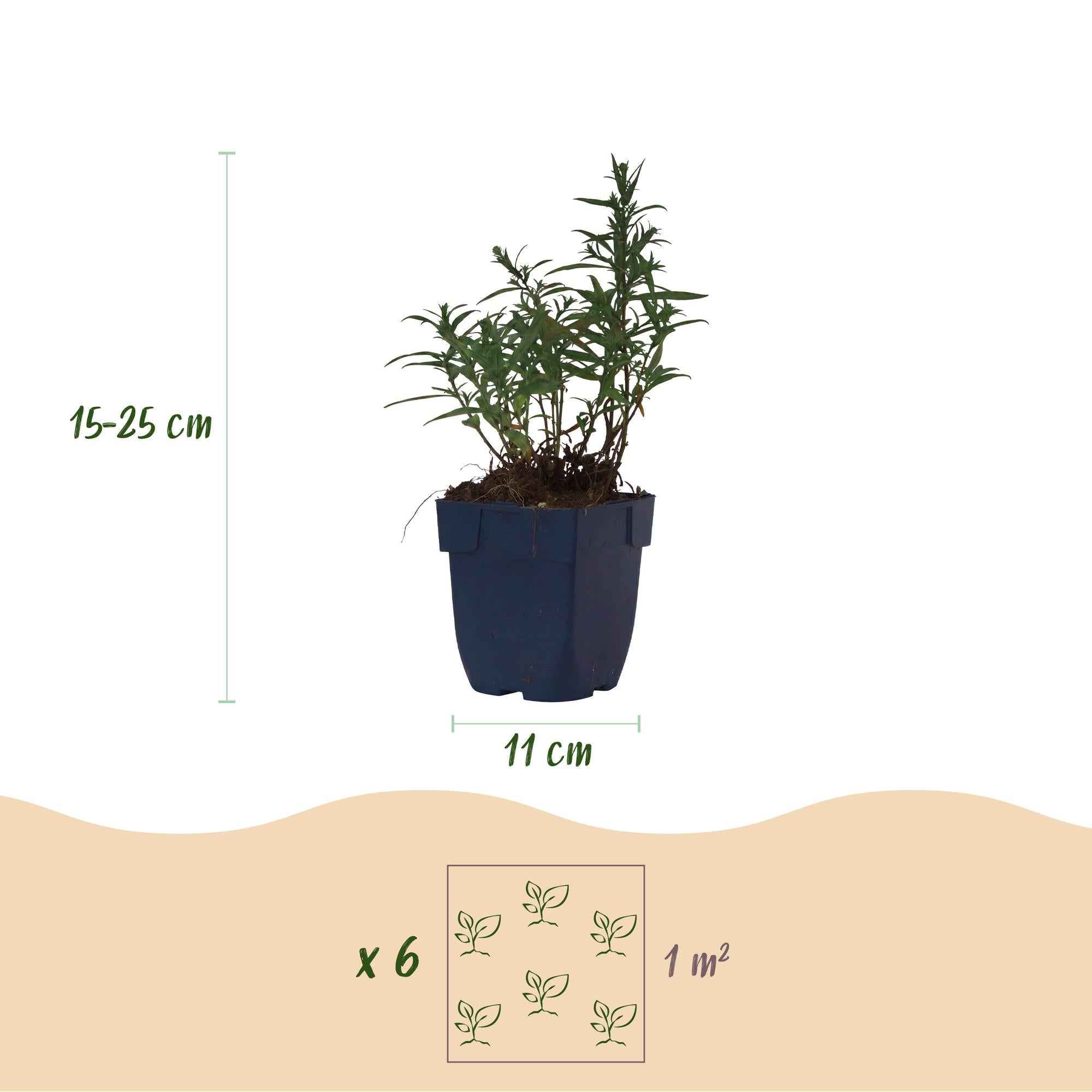 Vasteplant - Aster (D) Mittelmeer - Zeeaster - Bijen en Vlinderlokkers - Paars - 6 Planten - Pot 11cm - Hoogte 15-25cm