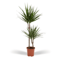 Dracaena Marginata - Ø19cm - ↕100cm