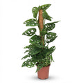 Kamerplant - Monkey Mask - Monstera Andansonii Mosstok - Groen - Weinig onderhoud - 1 Plant - Pot 19cm - Hoogte 90cm