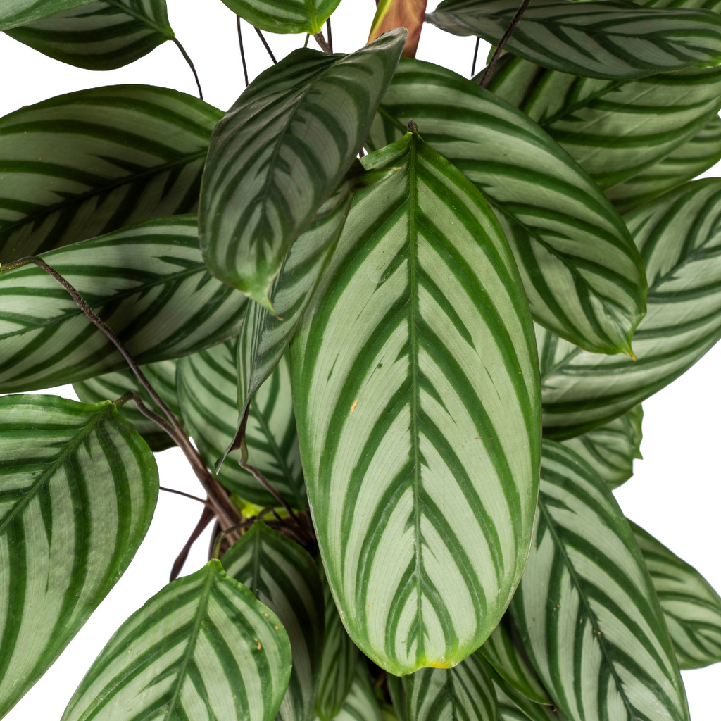 Calathea Oppenheimiana Ø24cm - ↕80 - 100cm