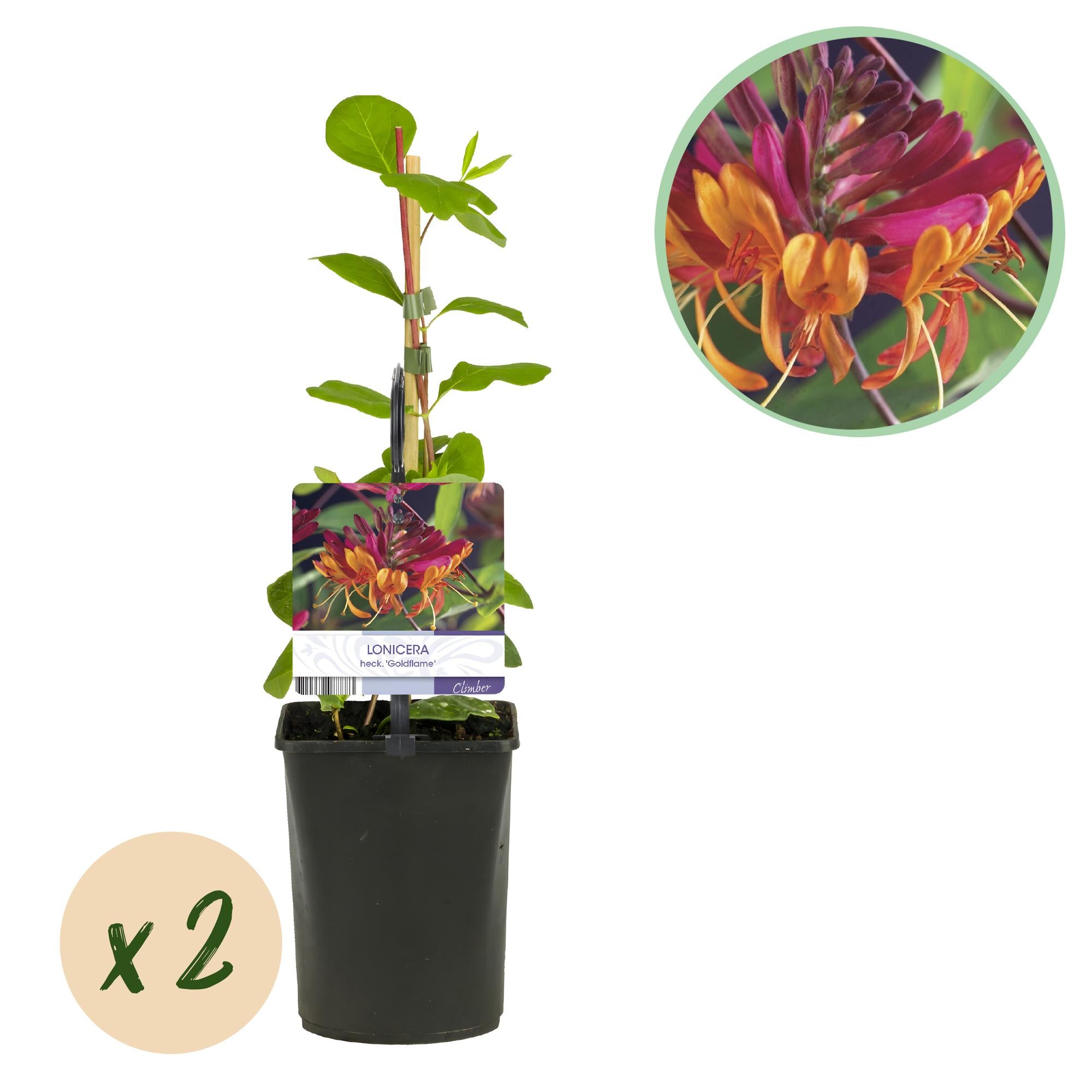 Kamperfoelie - Lonicera heckrottii Goldflame -Bbloem Roze met Geel  - Weinig onderhoud - 2 planten - Pot 11cm Hoogte 40cm