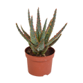 Aloë zebrina Dannyz 10,5cm - zonder pot