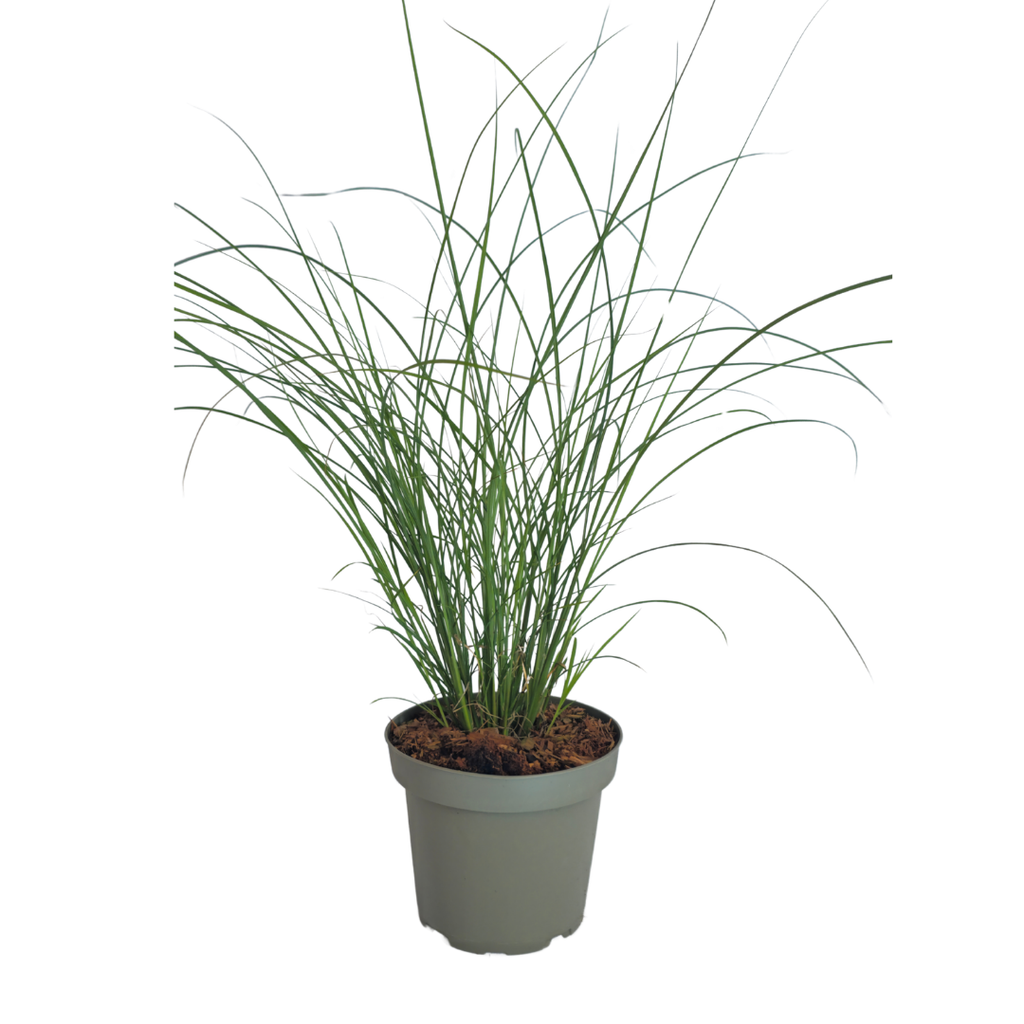 3x Miscanthus sinensis ‘Gracillimus’ – Elegant prachtriet met sierlijk overhangend blad | Potmaat 12 cm
