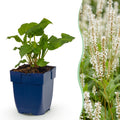 Vasteplant - Persicaria ampl. Alba - Duizendknoop - Schaduw - Wit - 12 Planten - Pot 11cm - Hoogte 15-25cm