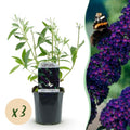 Tuinplant - Buddleja davidii Black Night - Vlinderstruik - Winterhard - Paars - 3 Planten - Pot 17cm - Hoogte 45cm