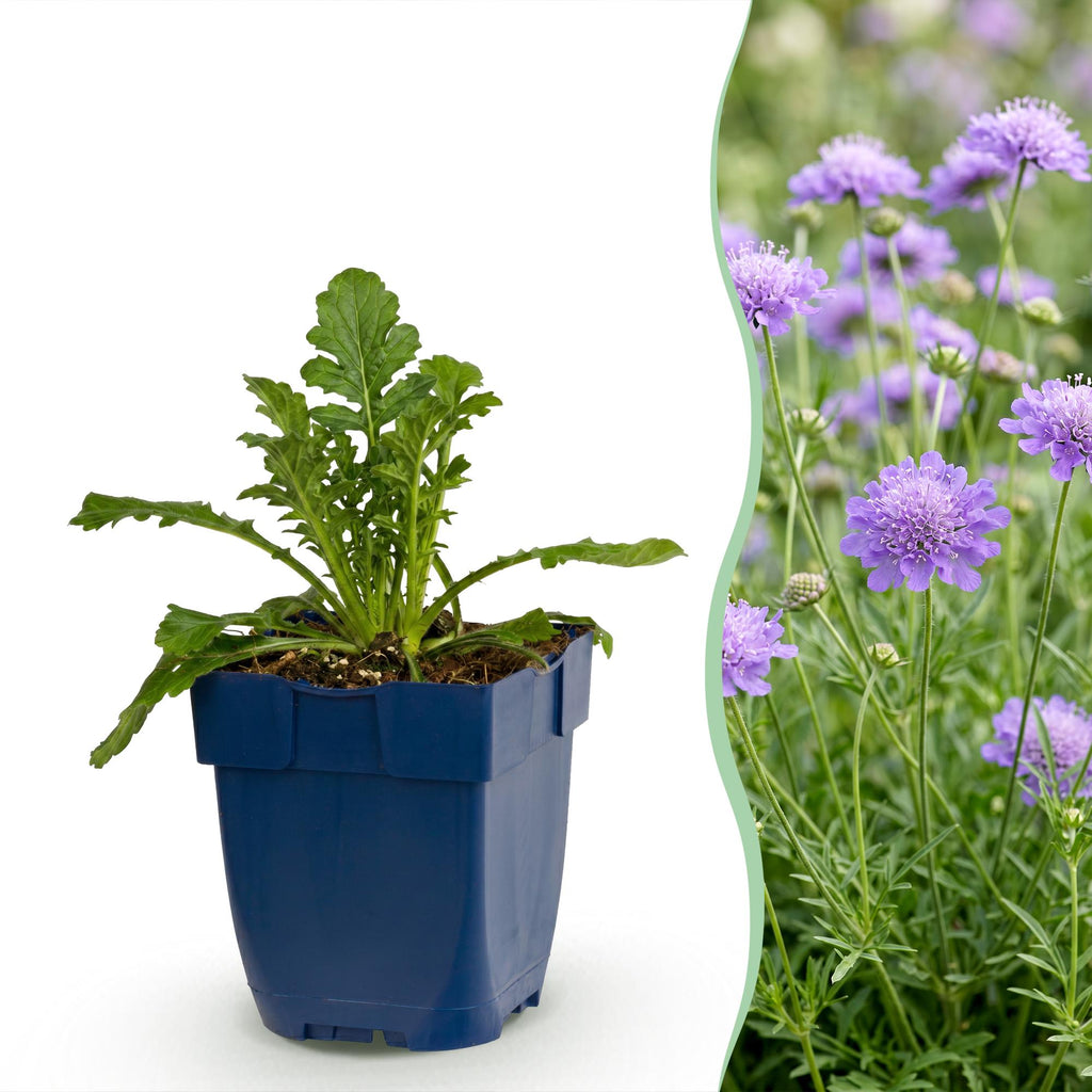 Vasteplant - Scabiosa col. Butterfly Blue - Duifkruid - Bijen en Vlinderlokkers - Paars - 3 Planten - Pot 11cm - Hoogte 15-25cm