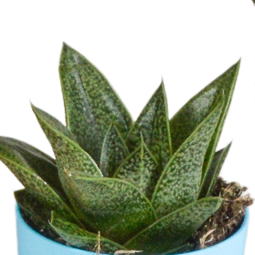 Gasteria/Haworthia mix 5,5cm - 5x - in gekleurde plasticpot