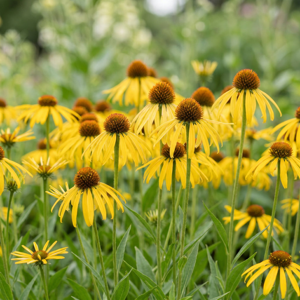 Vasteplant - Echinacea paradoxa - Zonnehoed - Bijen- en vlinderlokkers - Geel - 12 Planten - Pot 11cm - Hoogte 15-25cm