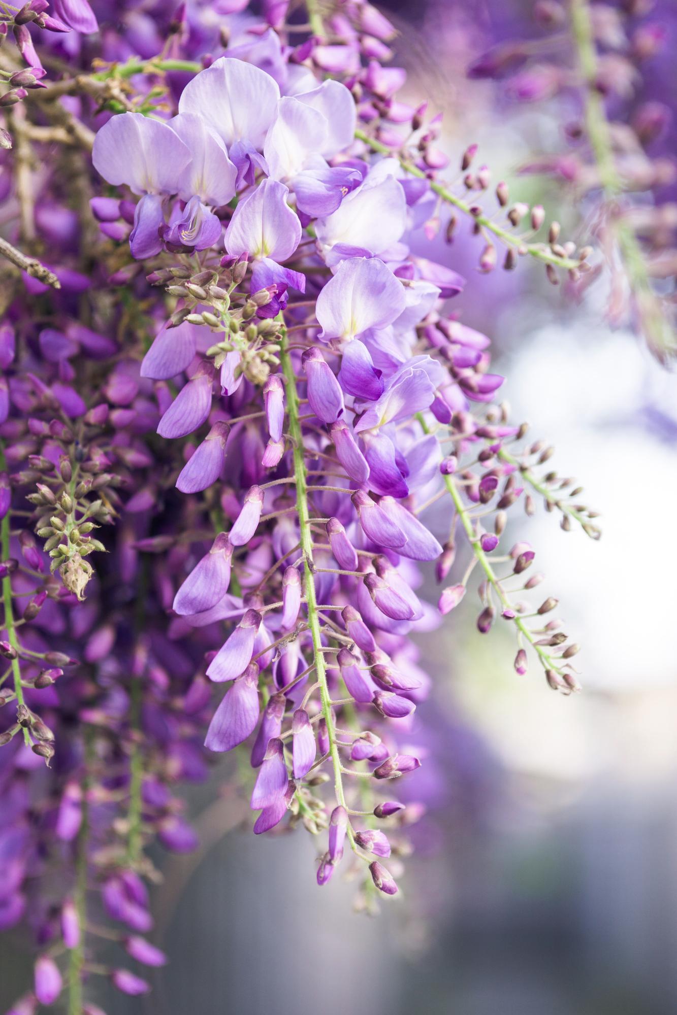Wisteria floribunda 'Naga Noda' - Paarse regen - Ø15cm - ↕65cm