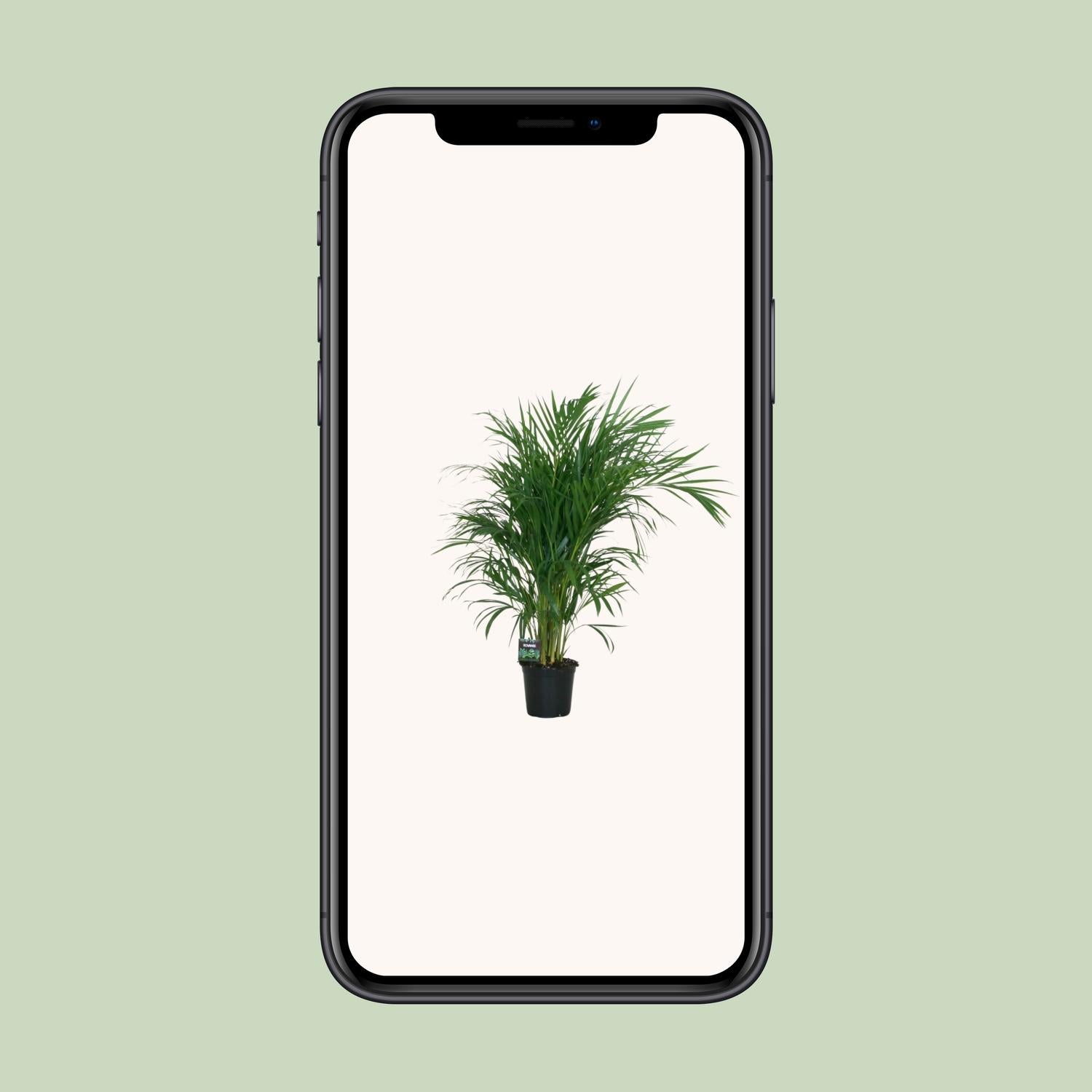 Dypsis Lutescens 120 - Ø19cm - ↕100cm