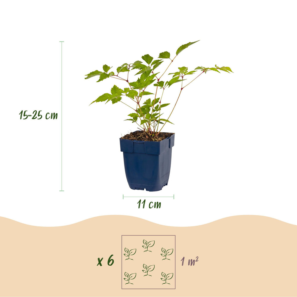 Vasteplant - Astilbe (J) Europa - Pluimspirea - Schaduw - Roze - 1 Plant - Pot 11cm - Hoogte 15-25cm