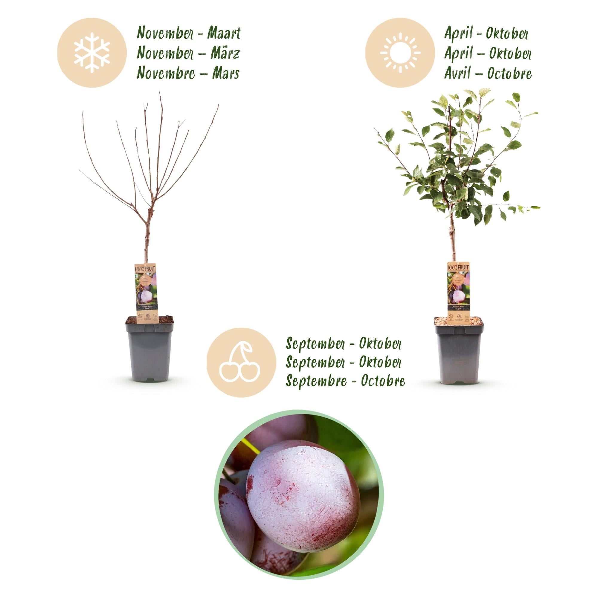Fruitboom - Prunus domestica Opal - Pruimenboom - Winterhard - Paars-Rode Pruim - 1 Plant - Pot 21cm - Hoogte 90cm