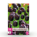 Bloembollen - Tulp Triumph Black - Kleur Donker Paars - 12 stuks - Bolmaat 11/12 - XXL Pack