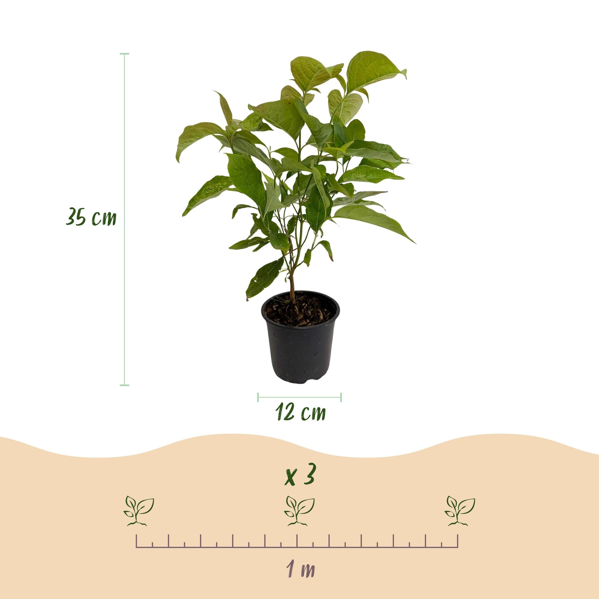 Tuinplant - Cornus mas - Bloem Geel - 1 Plant - Bladverliezend - Weinig Onderhoud - Pot 12cm Hoogte 35cm