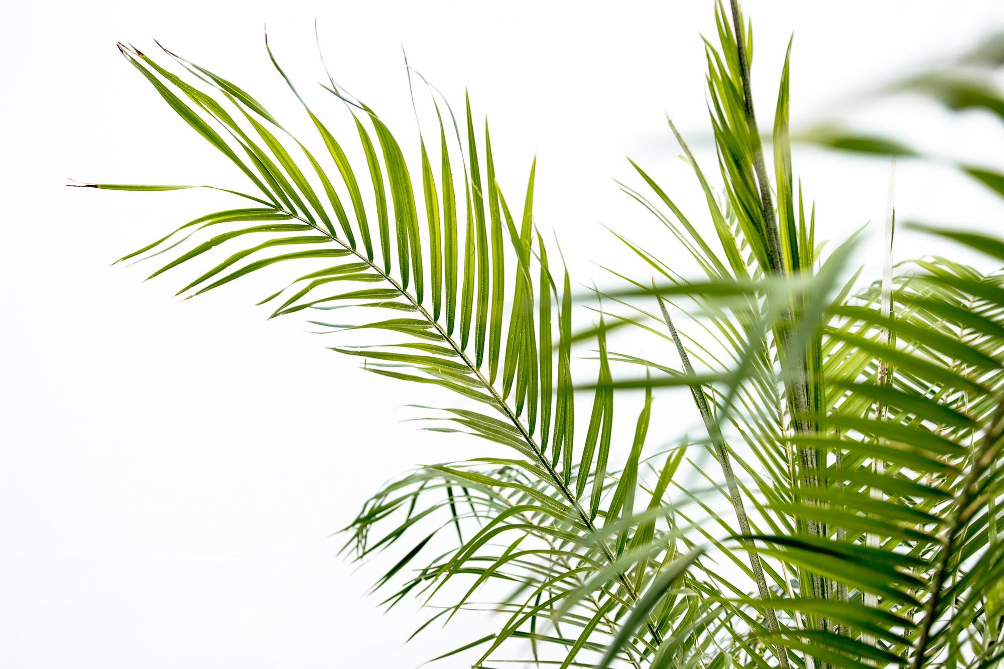 Phoenix Roebelenii op stam - 190cm - 190cm