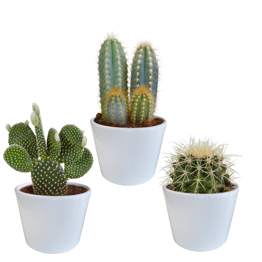Cactus mix 10.5 cm - 3x - in witte pot