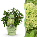 Tuinplant - Hydrangea panniculata Groundbreaker Greeny - Pluimhortensia - Winterhard - Creme - 1 Plant - Pot 14cm -Hoogte 20-25cm