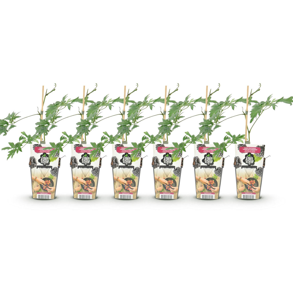 Fruitplanten - Groenblijvende Braam - Rubus Thornless Evergreen - Winterhard - 6 Planten - Pot 9 cm - Zwarte Braam