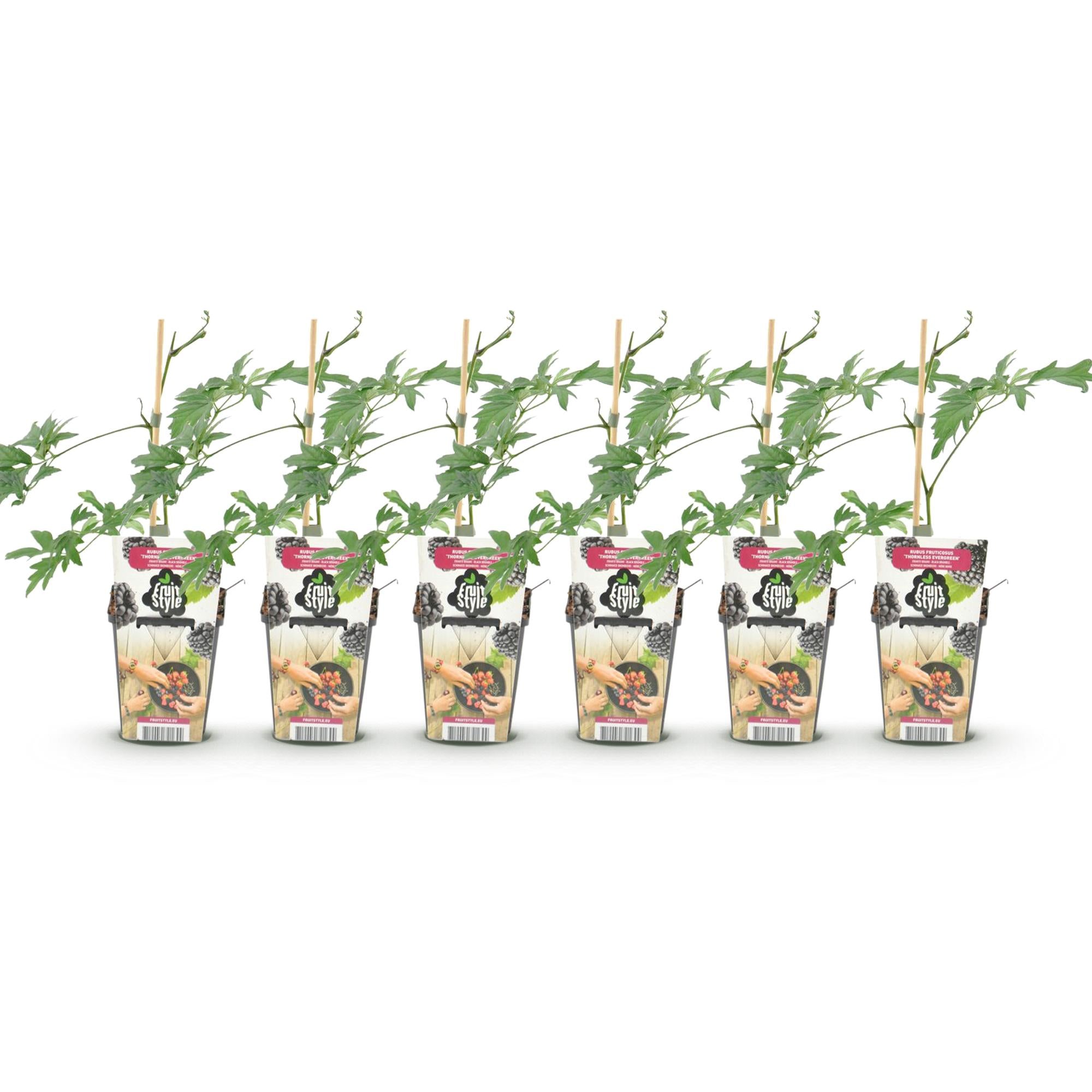 Fruitplanten - Groenblijvende Braam - Rubus Thornless Evergreen - Winterhard - 6 Planten - Pot 9 cm - Zwarte Braam