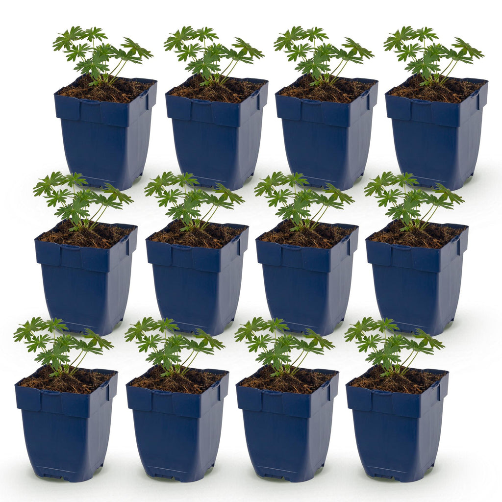 Vasteplant - Geranium sang. Album - Ooievaarsbek - Bodembedekkend - Wit - 12 Planten - Pot 11cm - Hoogte 15-25cm