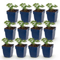 Vasteplant - Geranium sang. Album - Ooievaarsbek - Bodembedekkend - Wit - 12 Planten - Pot 11cm - Hoogte 15-25cm