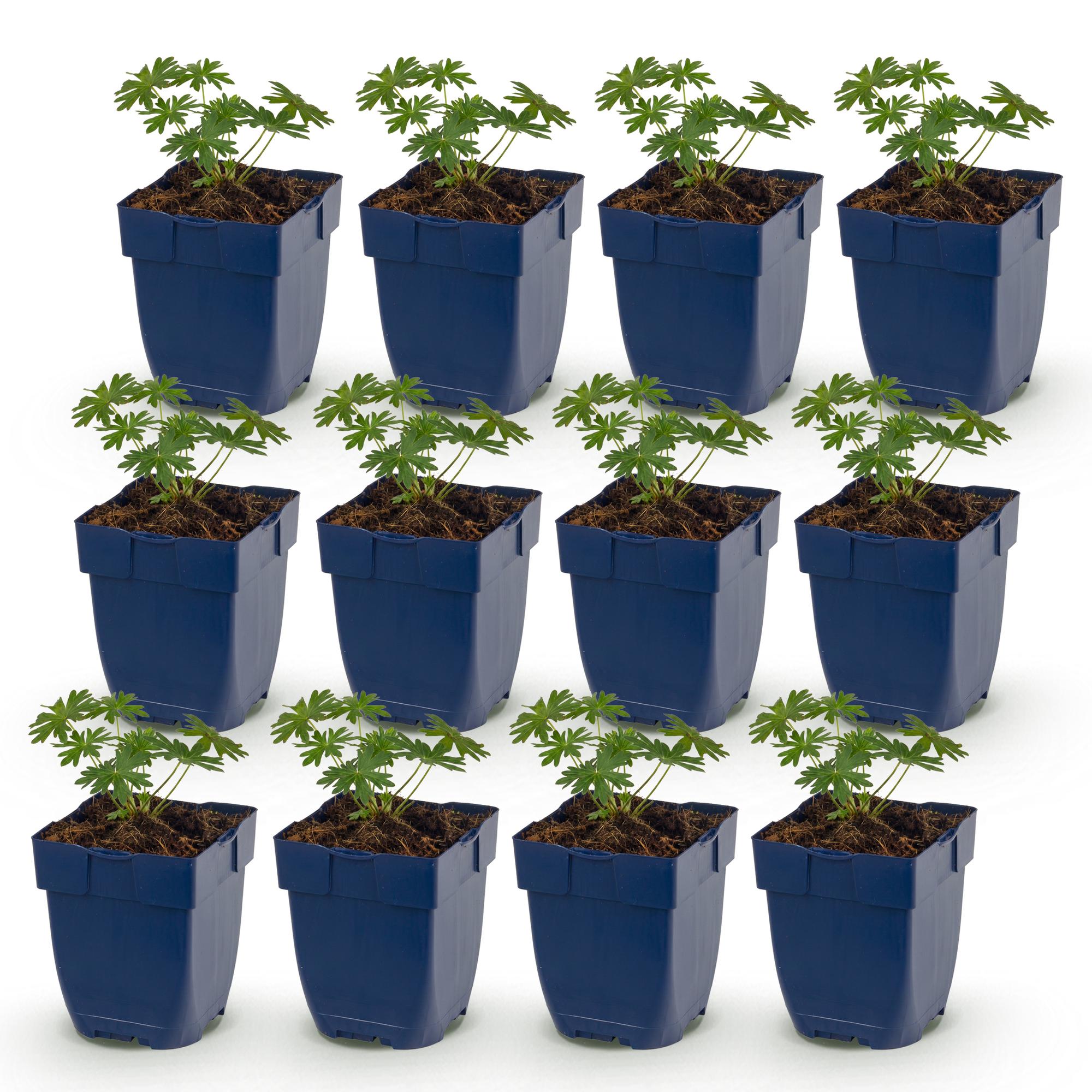 Vasteplant - Geranium sang. Album - Ooievaarsbek - Bodembedekkend - Wit - 12 Planten - Pot 11cm - Hoogte 15-25cm