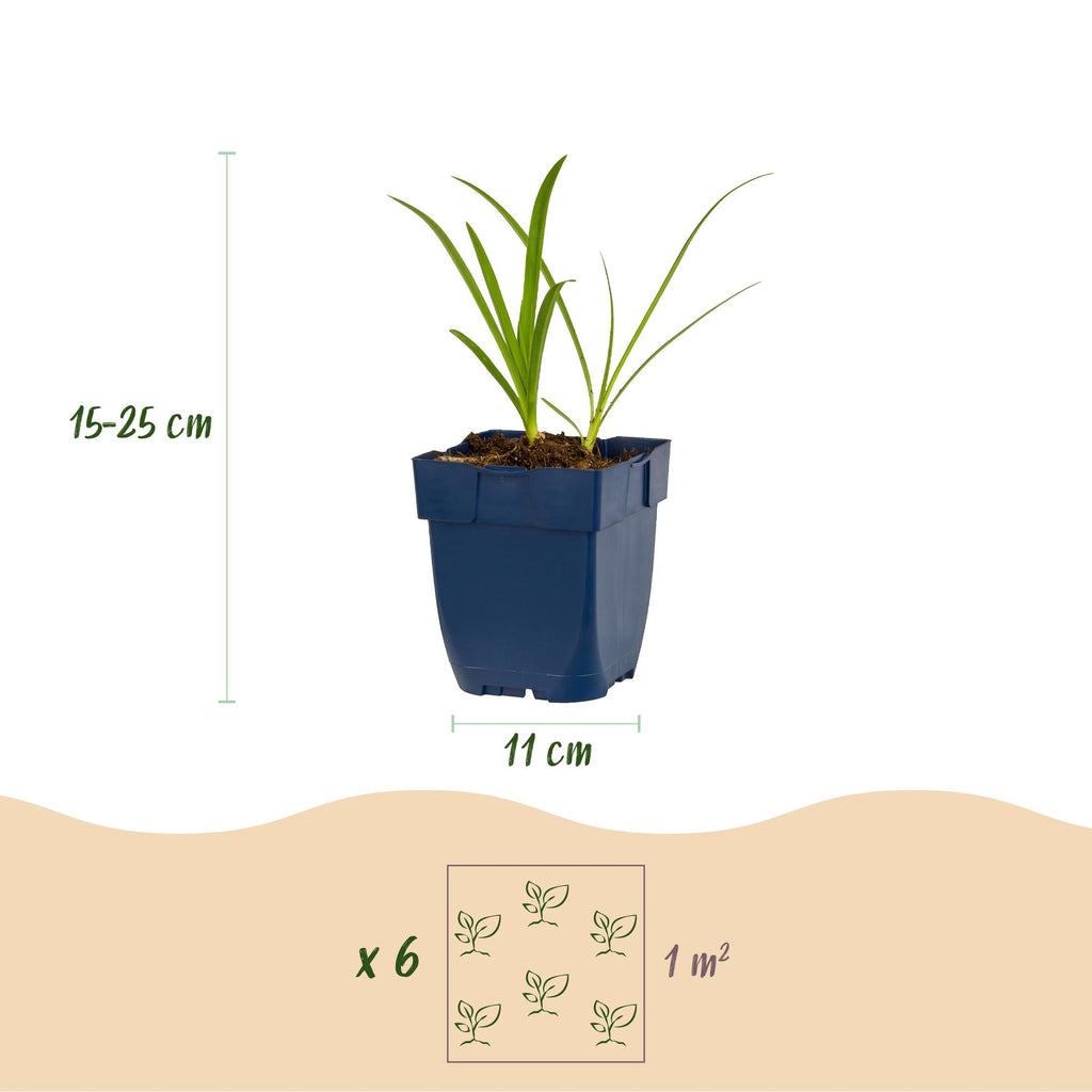 Vasteplant - Agapanthus africanus Albus - Afrikaanse Lelie - Bijen en Vlinderlokkers - Wit - 6 Planten - Pot 11cm - Hoogte 15-25cm