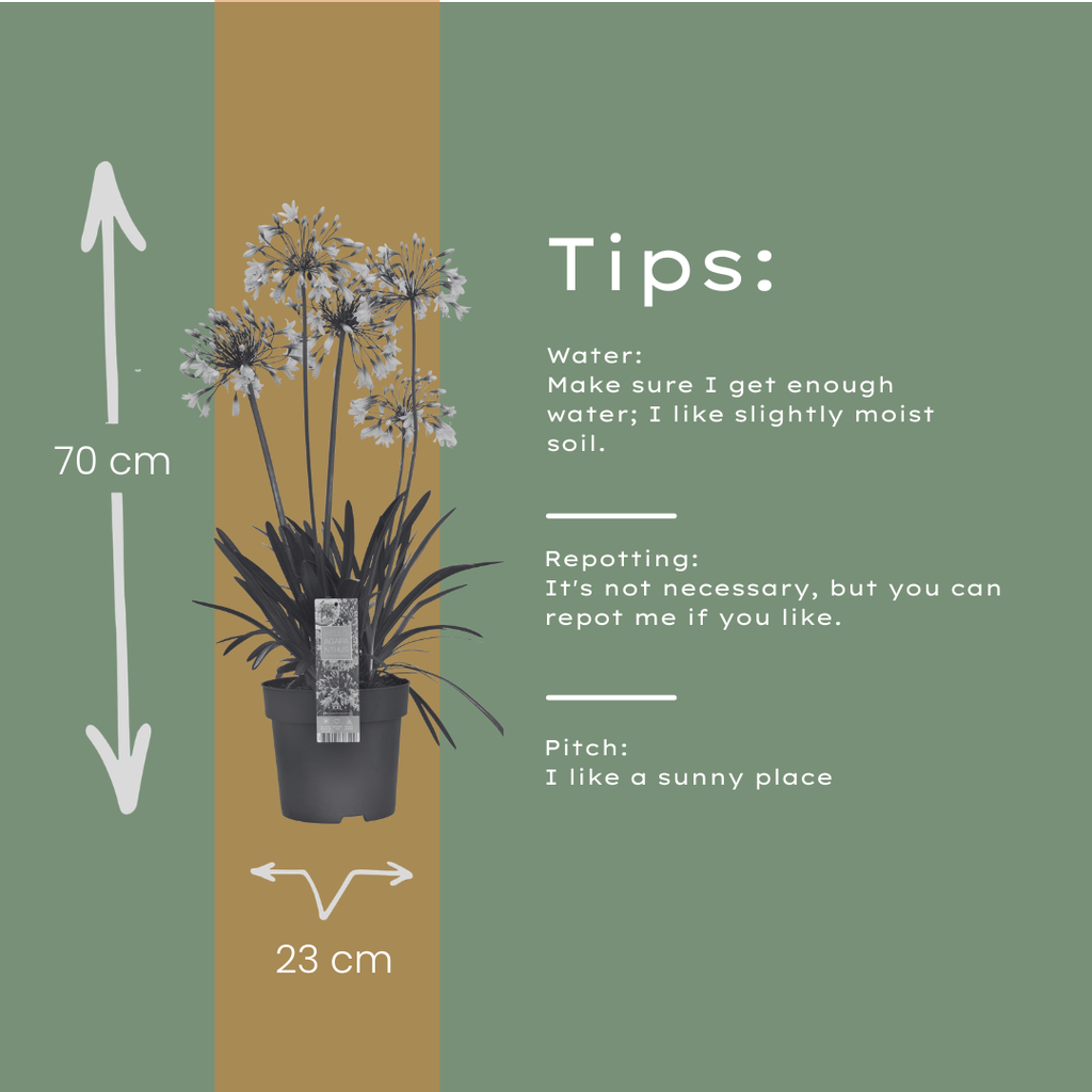 Agapanthus 'Fireworks'  23cm