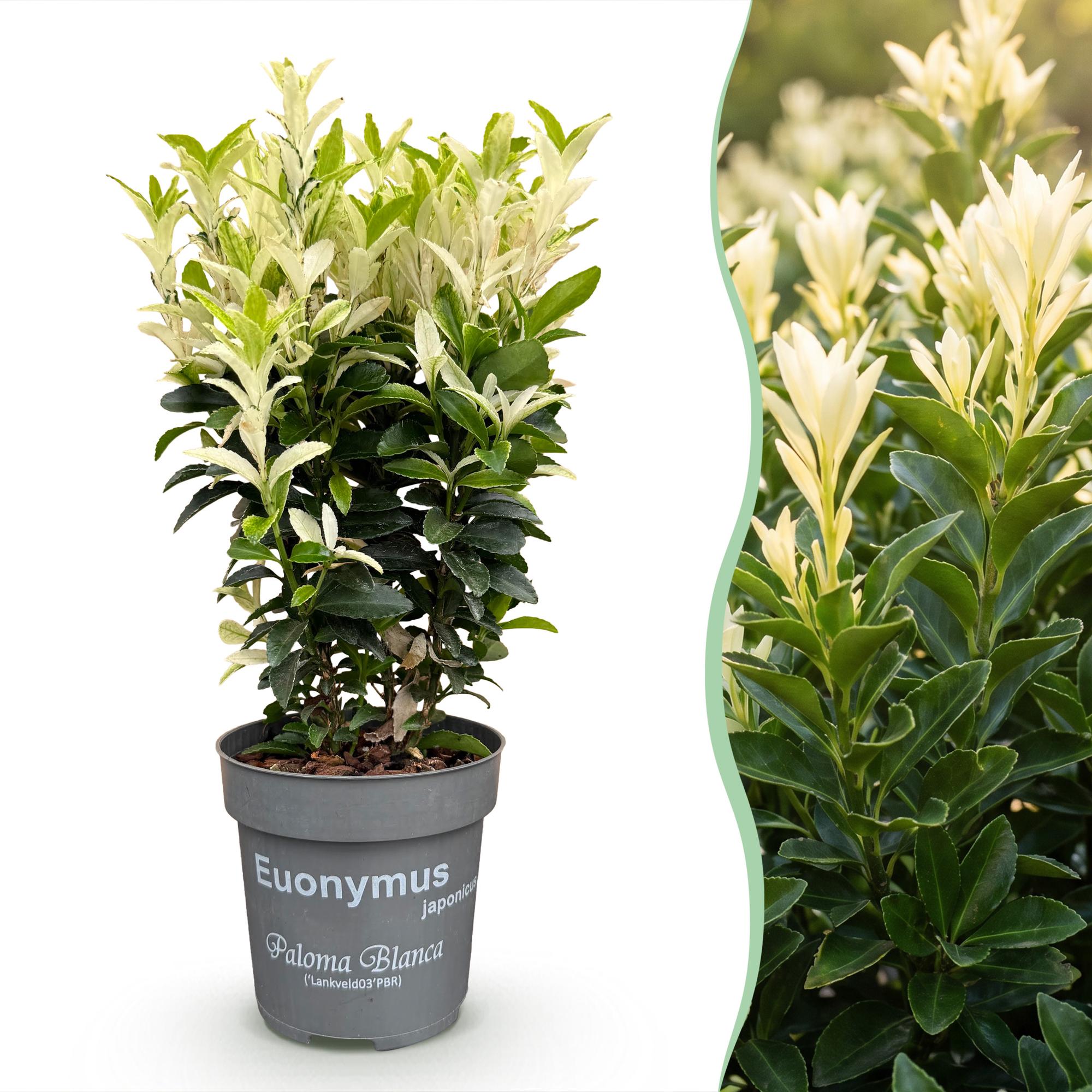 16x Euonymus japonica Paloma Blanca - Kardinaalsmuts - Haagplanten - Groenblijvend - Groen - Wit - Pot 9cm - Hoogte 20-30cm