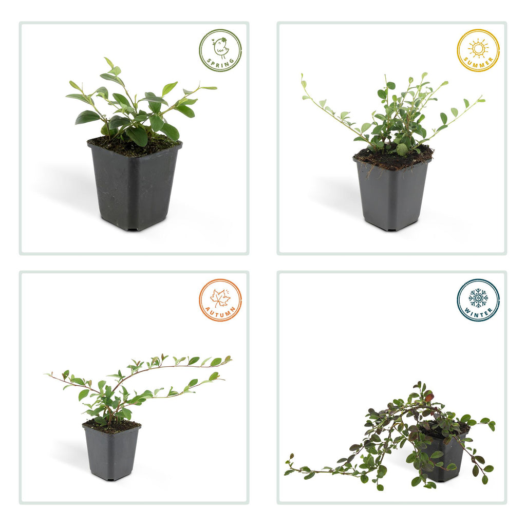 24x Cotoneaster dam. 'Major' - ↕25cm - Ø9cm