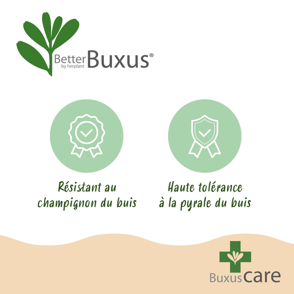 Buxus Pyramide - BetterBuxus Skylight - Resistant tegen de Buxus Schimmel - 1 Plant - Pot 23cm Hoogte 60-70cm