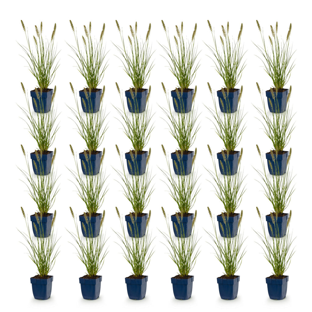 Grassen - Pennisetum alop. Hameln - Lampenpoetsergras - Met Pluim - Groen - 24 Planten - Pot 11cm - Hoogte 15-25cm