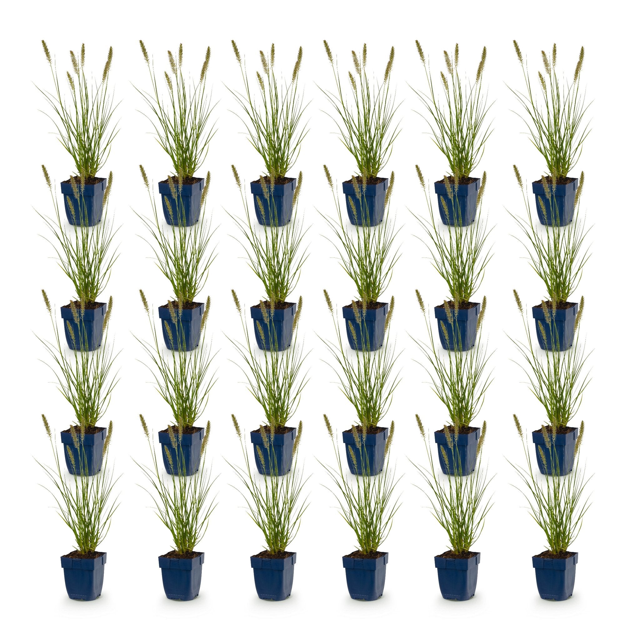Grassen - Pennisetum alop. Hameln - Lampenpoetsergras - Met Pluim - Groen - 24 Planten - Pot 11cm - Hoogte 15-25cm