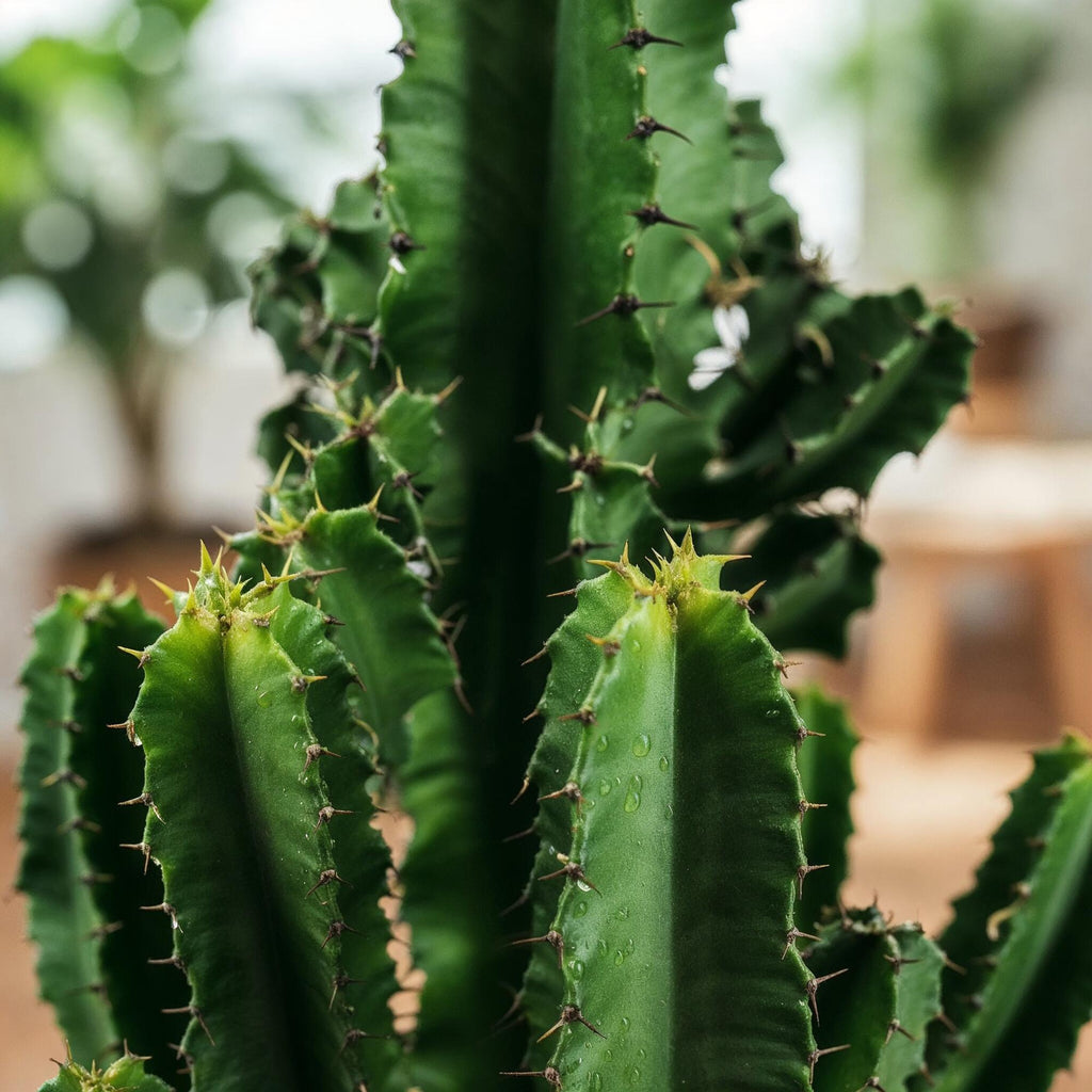 Kamerplant - Euphorbia eritrea - Afrikaanse melkboom - Weinig onderhoud - Groen - 2 - Pot 17cm - Hoogte 60cm