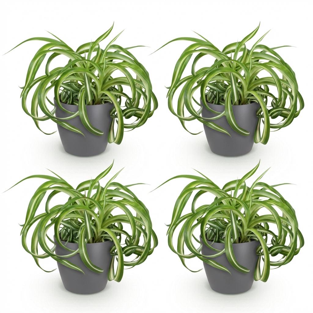 Kamerplant - Chlorophytum comosum Bonnie - Krullende Graslelie - Huisdiervriendelijke Plant - Groen - 4 Planten - met Potter Grijs - Pot 12cm - Hoogte 20cm