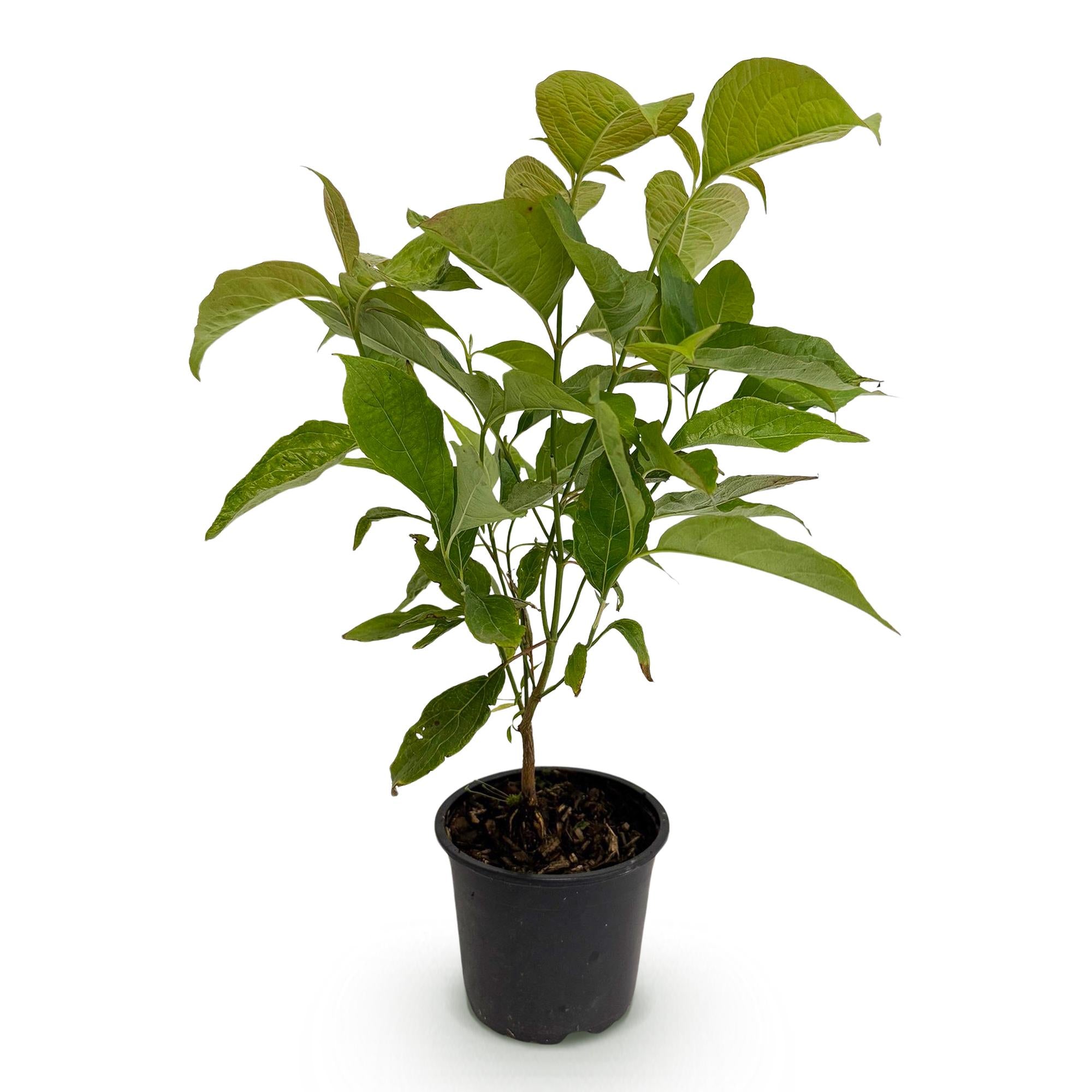 Tuinplant - Cornus mas - Bloem Geel - 1 Plant - Bladverliezend - Weinig Onderhoud - Pot 12cm Hoogte 35cm