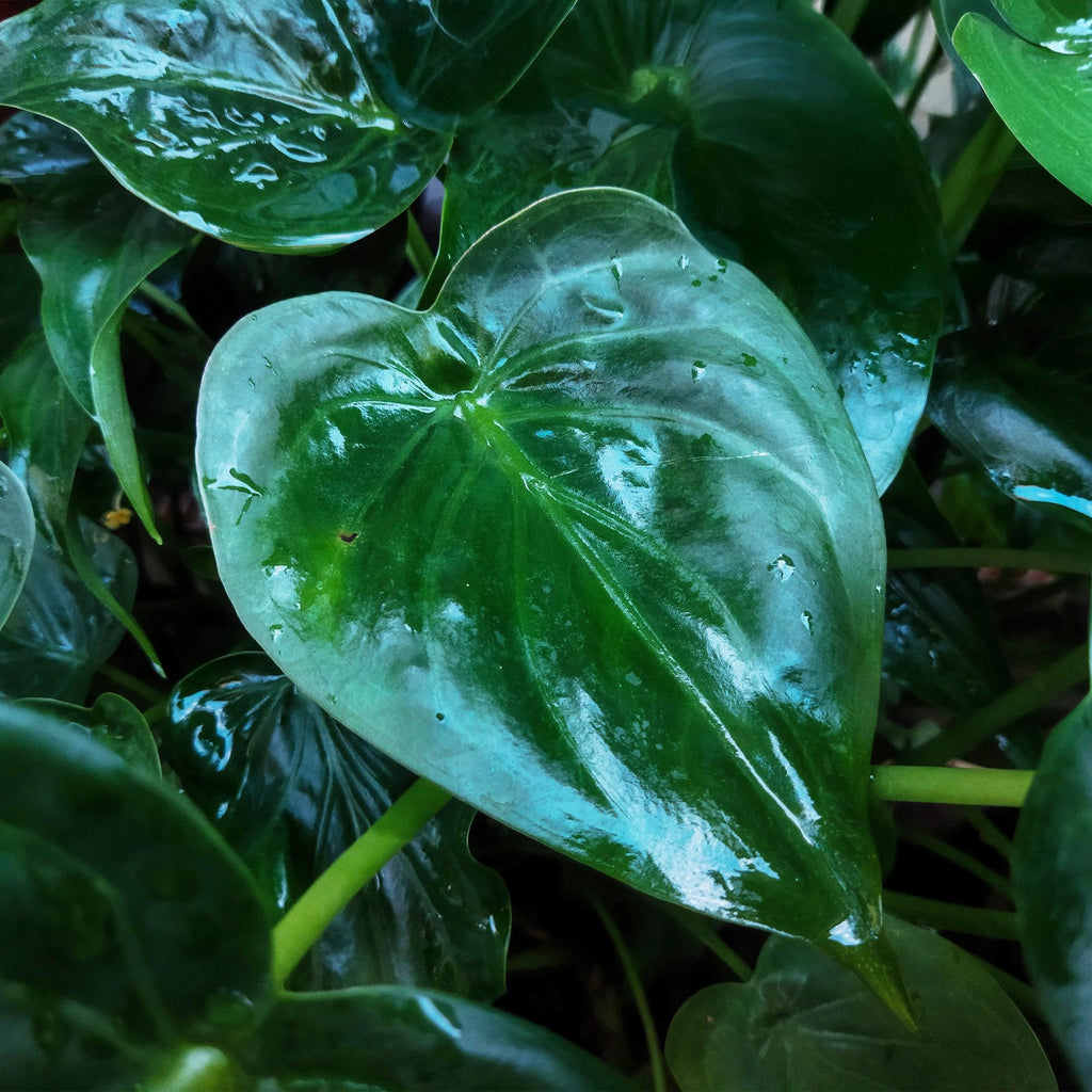 Green is... Kamerplanten - Alocasia Cucullata - Boeddha,s hand - Weinig onderhoud - met mand - Groen - 1 Plant - Pot 17cm - Hoogte 60-65cm