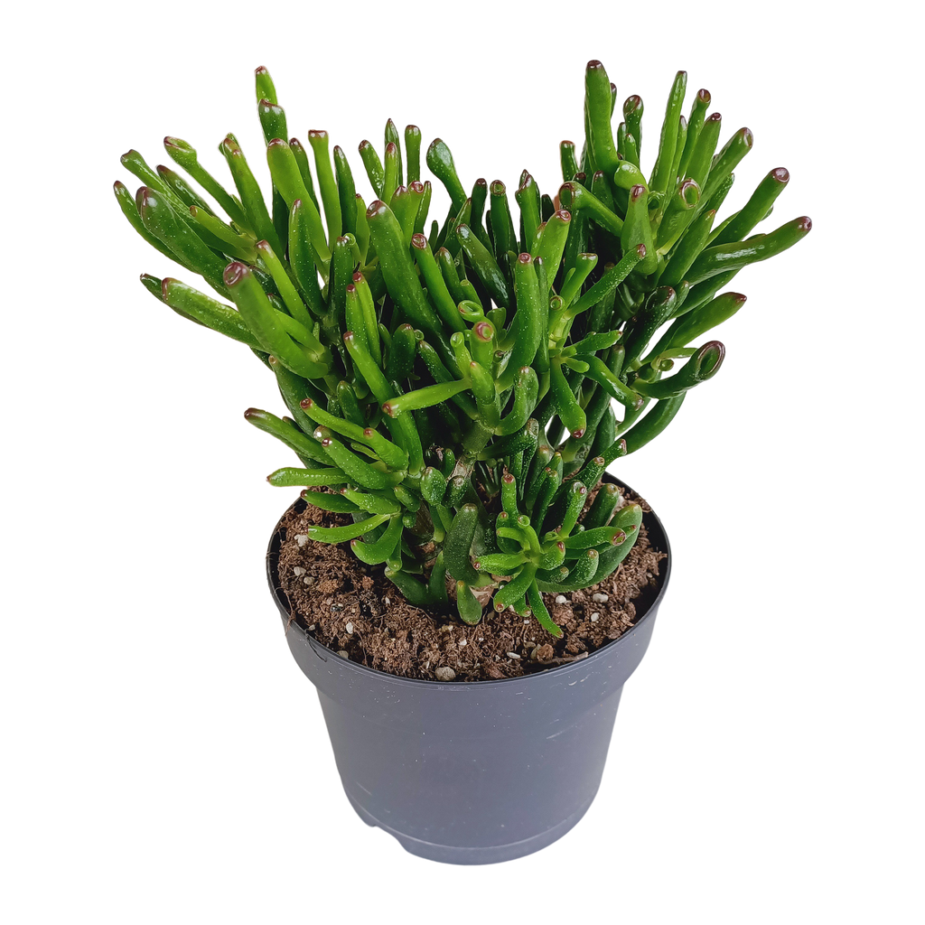 Crassula gollum 17cm