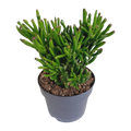 Crassula gollum 17cm