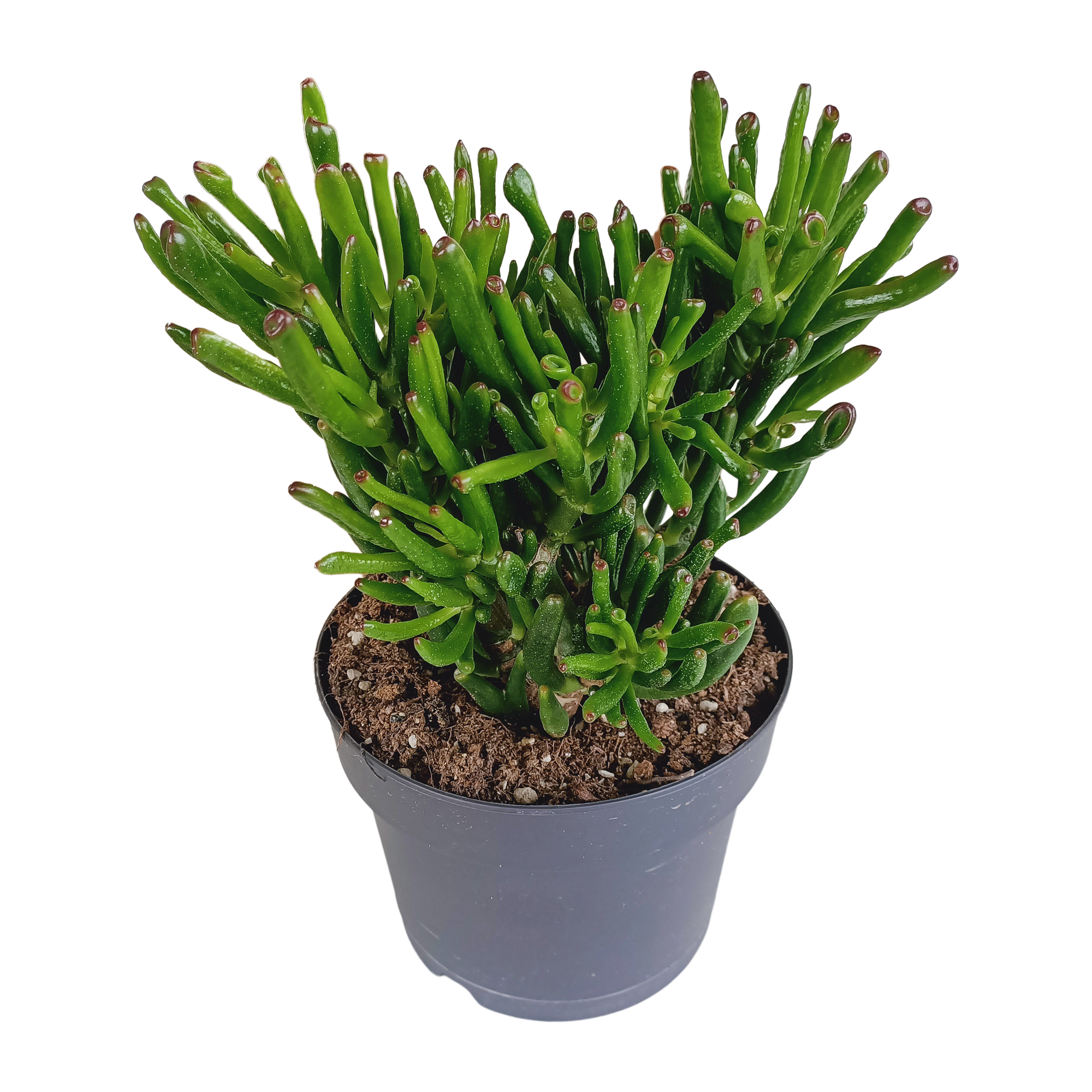 Crassula gollum 17cm