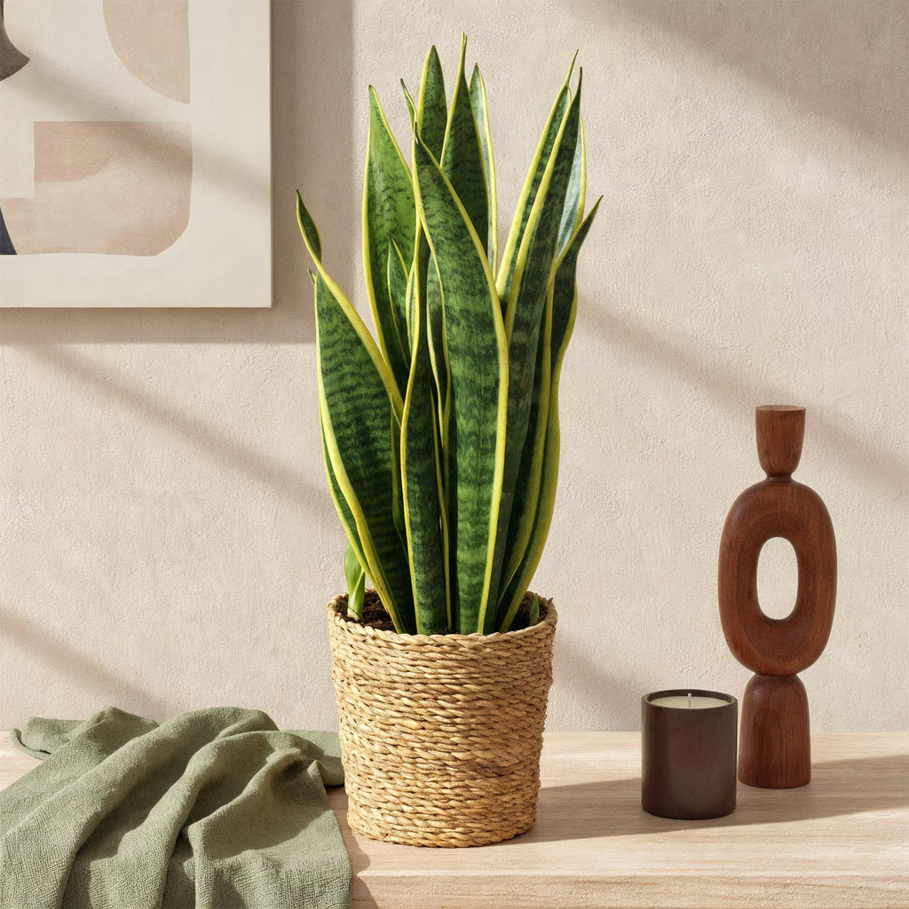 Green is... Kamerplanten - Sanseveria Laurentii - Vrouwentong - Weinig onderhoud - met mand - Groen - 2 Planten - Pot 17cm - Hoogte 60-70cm