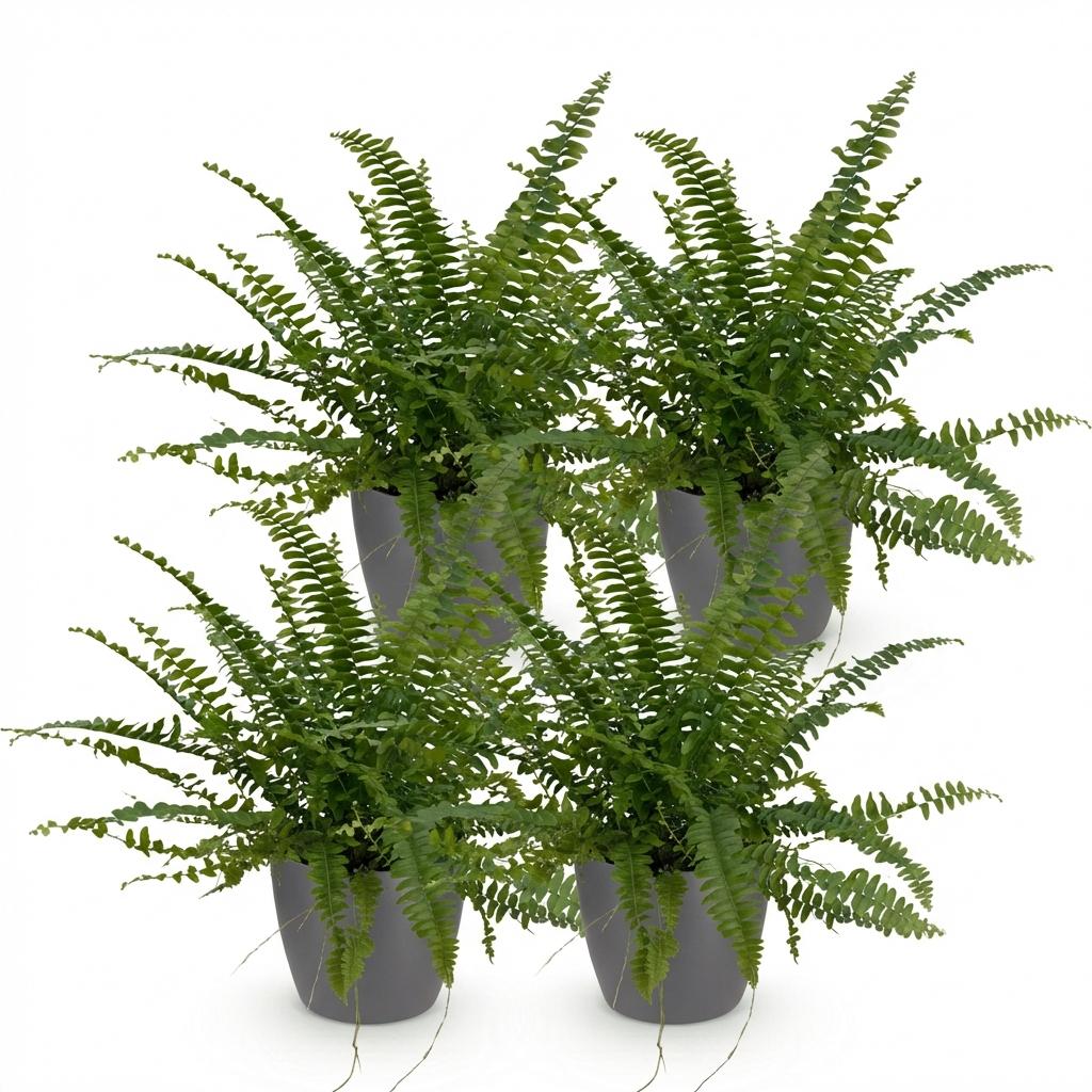 Kamerplant - Nephrolepsis exaltata Green Lady - Varen - Huisdiervriendelijke Plant - Groen - 4 Planten - met Potter Grijs - Pot 12cm - Hoogte 25cm