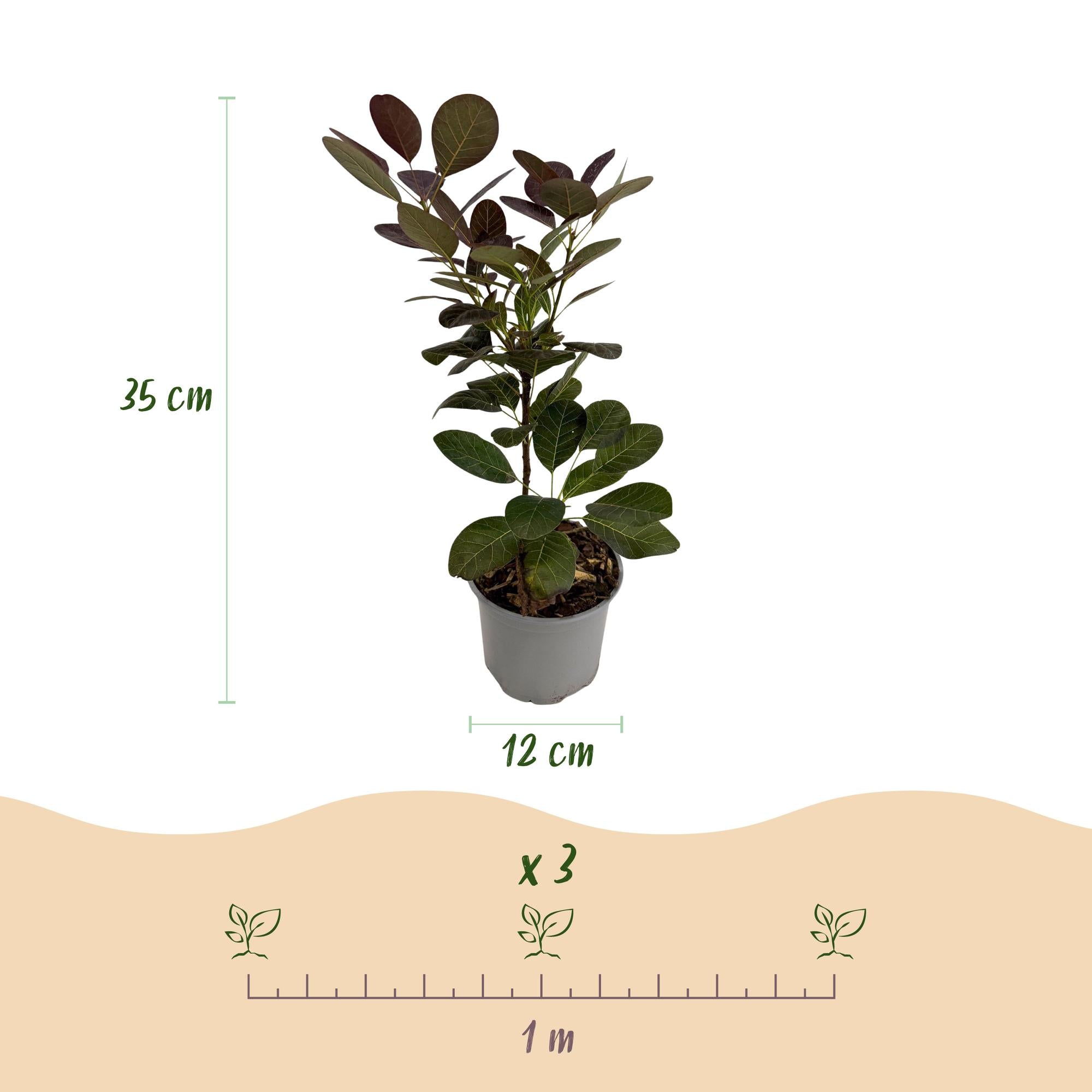 Tuinplant - Cotinus coggyria Royal Purple - Paars - 3 Planten - Bladverliezend - Weinig Onderhoud - Pot 12cm Hoogte 35cm