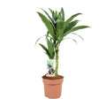 Dracaena Janet Craig 30-15 - Ø17cm - ↕60cm