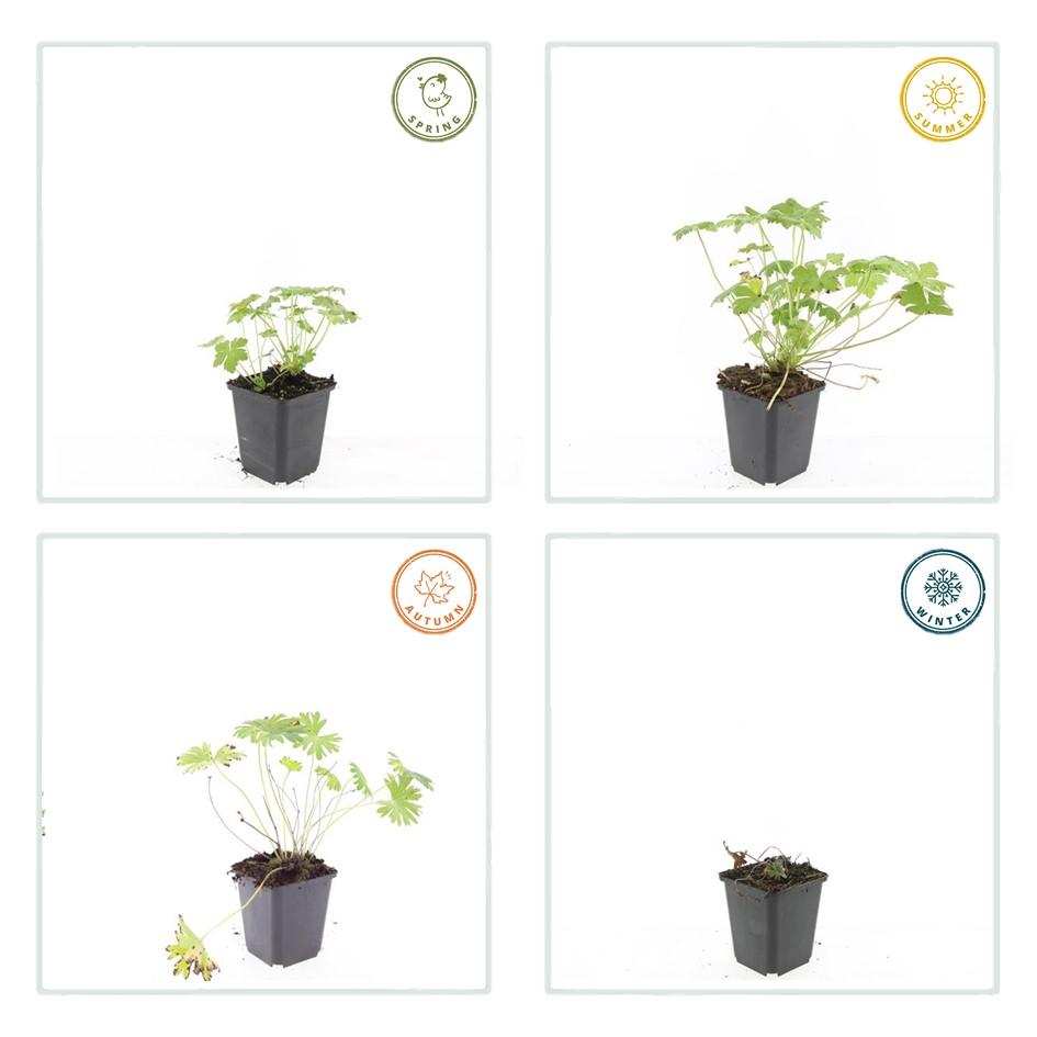48x Geranium 'Tiny Monster' - ↕10-25cm - Ø9cm