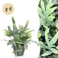 Kamerplant - Phlebodium aureum Blue Star - Blauwe Varen - Huisdiervriendelijke Plant - Blauw - 4 Planten - met Potter Grijs - Pot 12cm - Hoogte 25cm