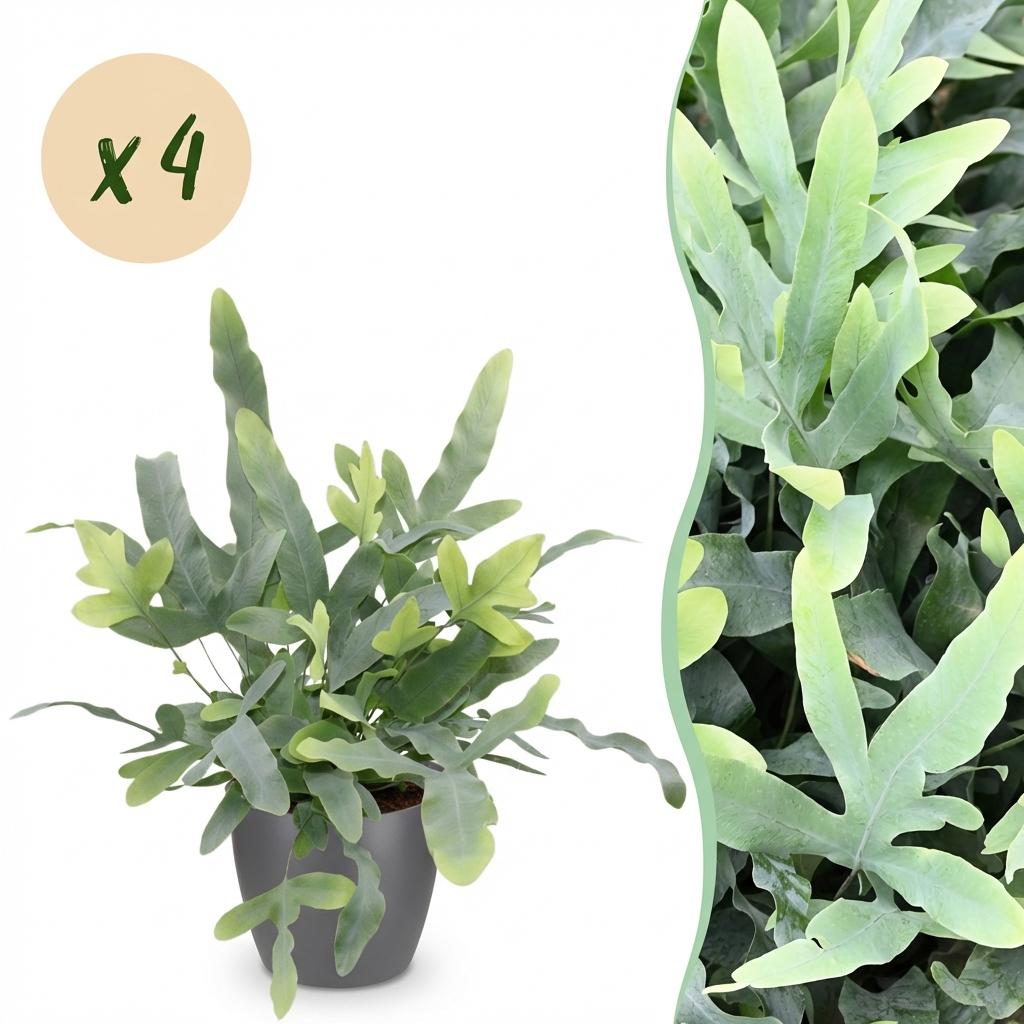 Kamerplant - Phlebodium aureum Blue Star - Blauwe Varen - Huisdiervriendelijke Plant - Blauw - 4 Planten - met Potter Grijs - Pot 12cm - Hoogte 25cm
